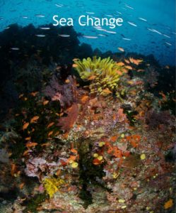 Sunday January 16th on Zoom Nikki Wright " Sea Change - Marine Conservation Society"