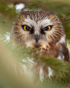 Sunday October 25th – Join us for a joyful gathering. Topic: Victoria’s Most Common Owl – That You Have Probably Never Seen @ Friendship Hall